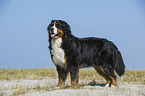 Bernese Mountain Dog