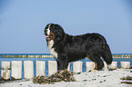 Bernese Mountain Dog