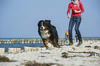 running Bernese Mountain Dog