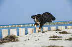 jumping Bernese Mountain Dog