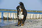 walking Bernese Mountain Dog