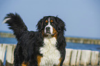 Bernese Mountain Dog Portrait