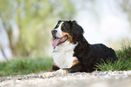 lying Bernese Mountain Dog