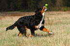 playing Bernese Mountain Dog