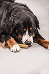 snuffling Bernese Mountain Dog