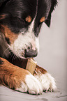 gnawing Bernese Mountain Dog