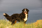 standing Bernese Mountain Dog