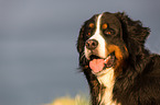 Bernese Mountain Dog Portrait