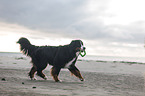 playing Bernese Mountain Dog