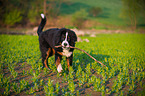 young Bernese Mountain Dog