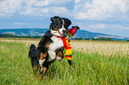 Bernese Mountain Dog flag