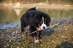 young Bernese Mountain Dog