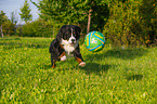 playing Bernese Mountain Dog