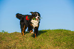 retrieving Bernese Mountain Dog