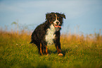 running Bernese Mountain Dog