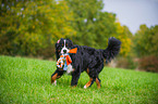 playing Bernese Mountain Dog