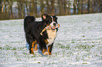 playing Bernese Mountain Dog