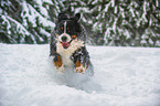 running Bernese Mountain Dog