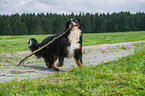 playing Bernese Mountain Dog