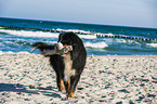 playing Bernese Mountain Dog