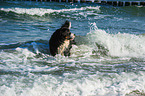 bathing Bernese Mountain Dog