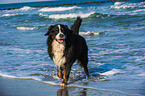 walking Bernese Mountain Dog