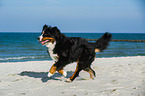 running Bernese Mountain Dog