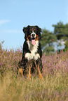 sitting Bernese Mountain Dog