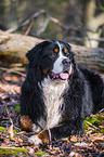lying Bernese Mountain Dog