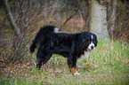 urinating Bernese Mountain Dog