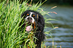 Bernese Mountain Dog Portrait