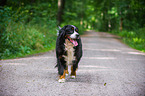 walking Bernese Mountain Dog
