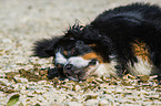 lying Bernese Mountain Dog