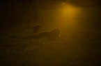 2 dogs