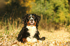 lying Bernese Mountain Dog