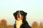 Bernese Mountain Dog Portrait
