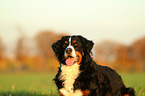 Bernese Mountain Dog Portrait
