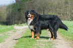 Bernese Mountain Dog