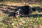 lying Bernese Mountain Dog