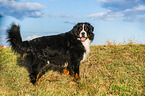 Bernese Mountain Dog