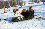 rolling Bernese Mountain Dog