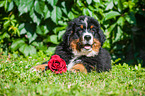 Bernese Mountain Dog Puppy