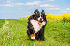 running Bernese Mountain Dog