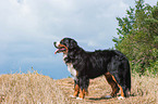 Bernese Mountain Dog