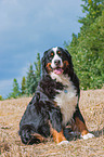 sitting Bernese Mountain Dog