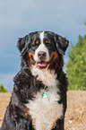 Bernese Mountain Dog portrait