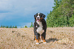 Bernese Mountain Dog