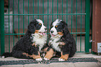 Bernese Mountain Dog Puppies