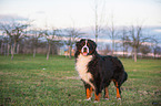 Bernese Mountain Dog