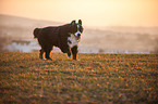 running Bernese Mountain Dog